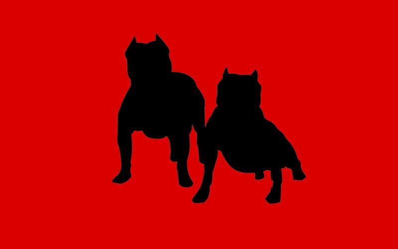 silhouette of two dogs
