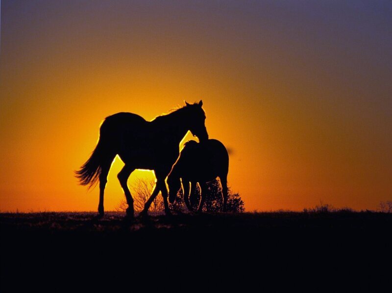 Silhouette of Two Horses — Orange, Serene, Sunset, Photograph