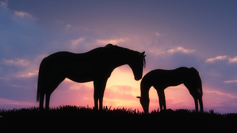 Silhouette of Two Horses