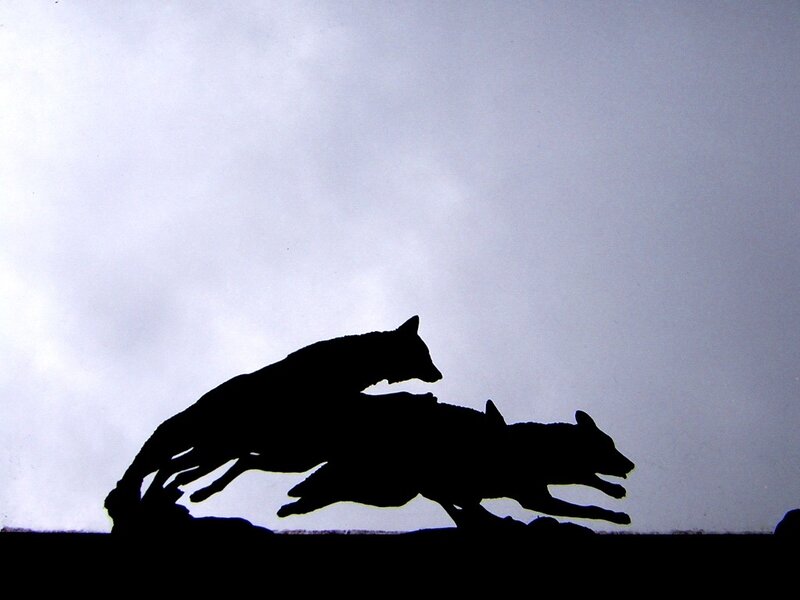 Silhouette of Two Wolves