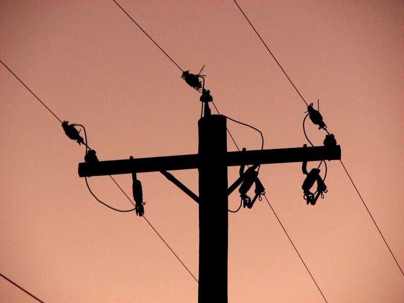 Silhouette of Utility Pole — Pink