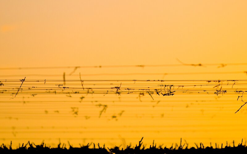 Silhouette of vines at sunset