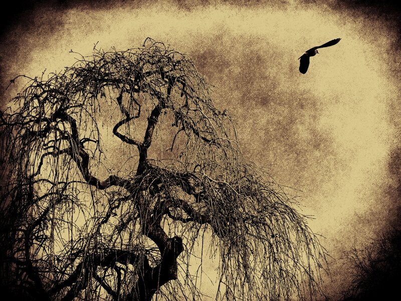 Silhouette of Weeping Willow