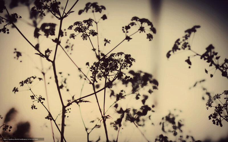 silhouette of wild plants