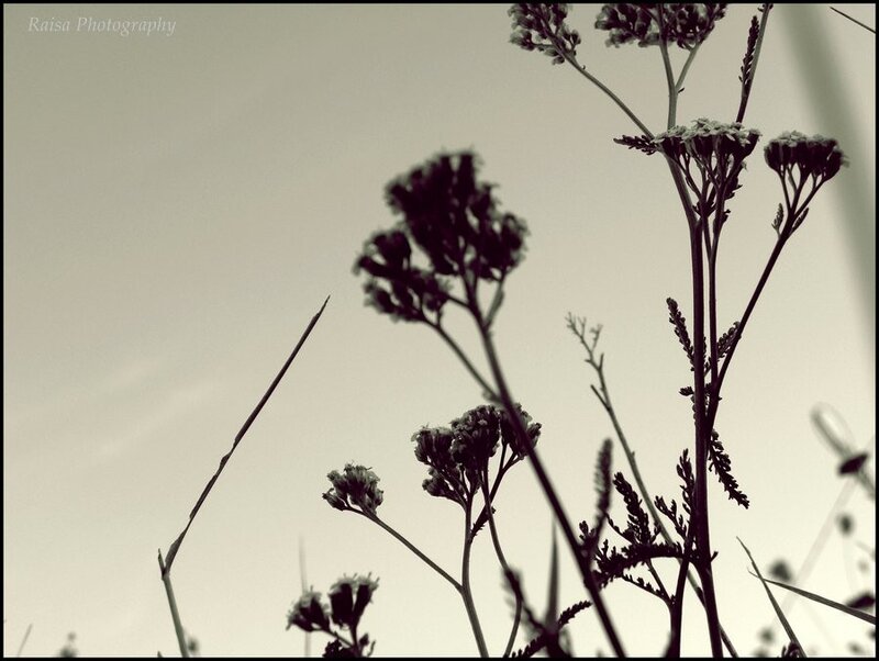 silhouette of wildflowers