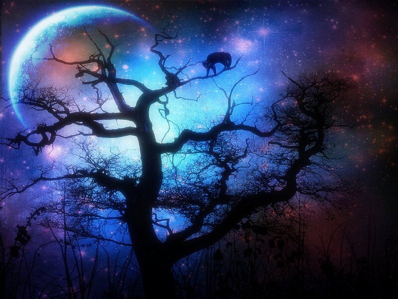 Silhouette of Wolf on Tree