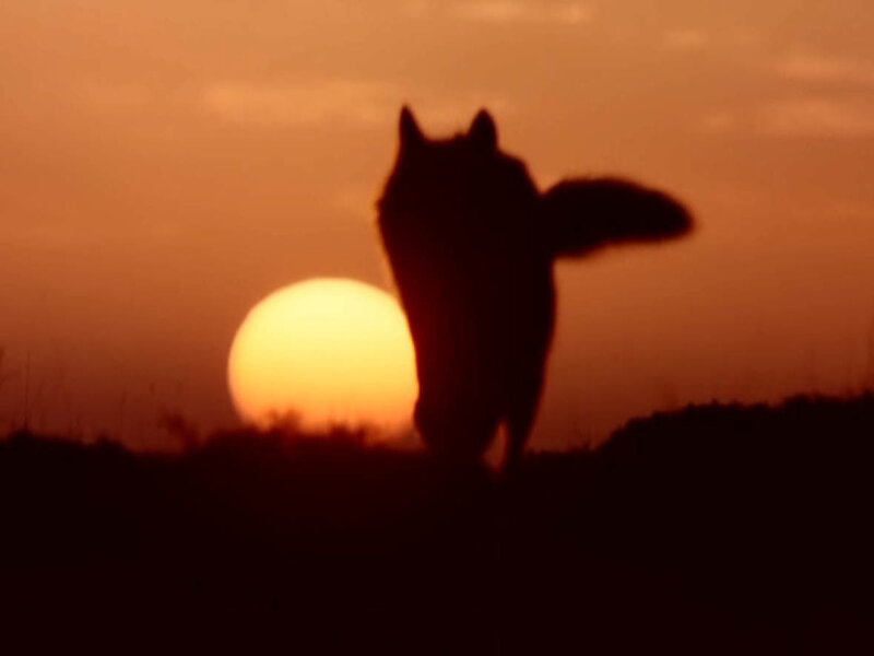 Silhouette of Wolf