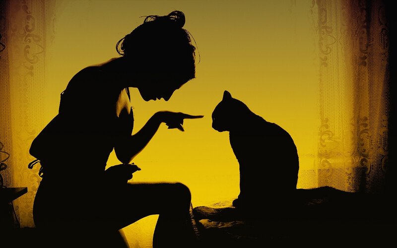 silhouette of woman and cat