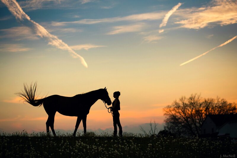 Silhouette of Woman and Horse — Orange