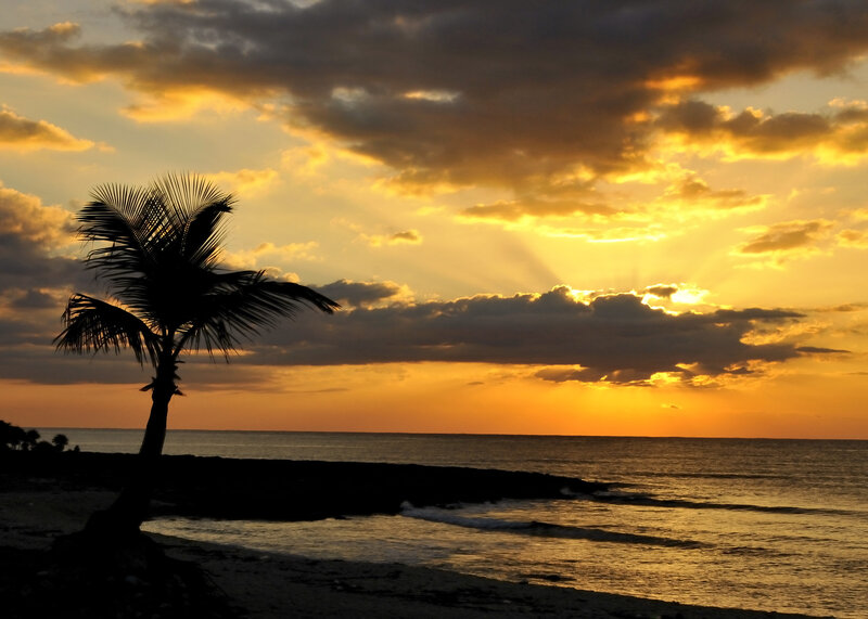 Silhouette Palm Tree — Orange, Dramatic