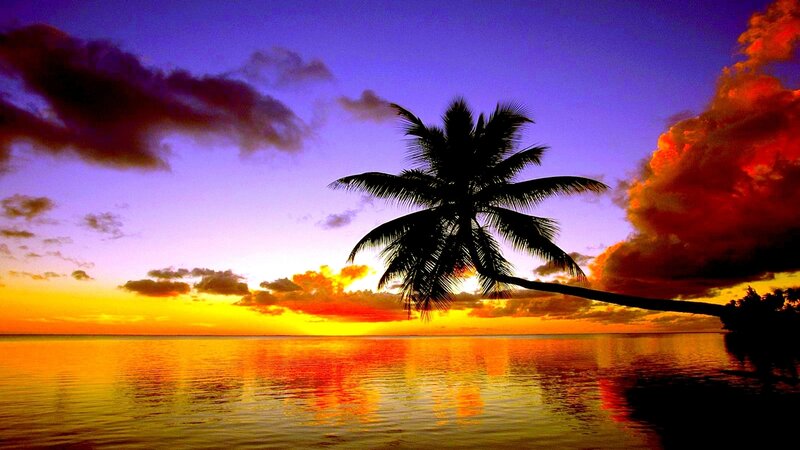 Silhouette Palm Tree — Purple, Dramatic, Sunset