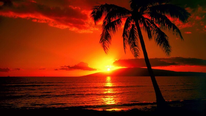 Silhouette Palm Tree — Red, Dramatic, Sunset