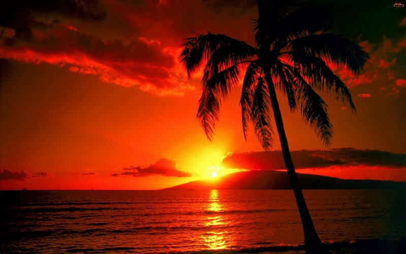 Silhouette Palm Tree — Red, Dramatic