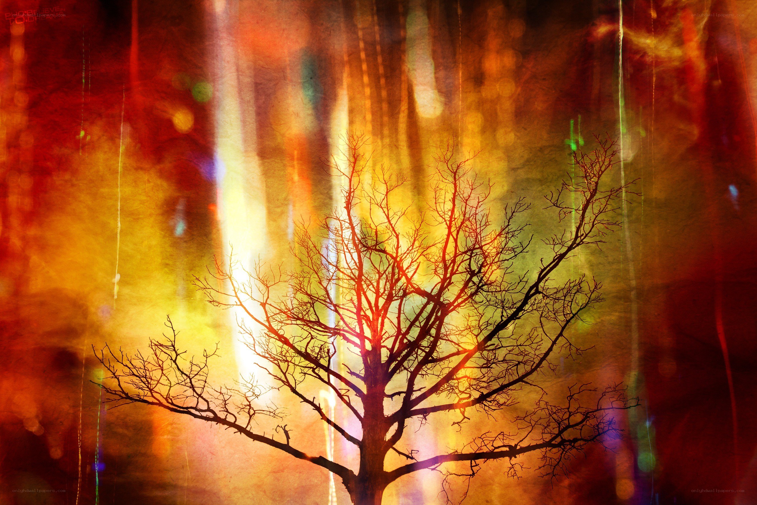 Silhouette tree against colorful background