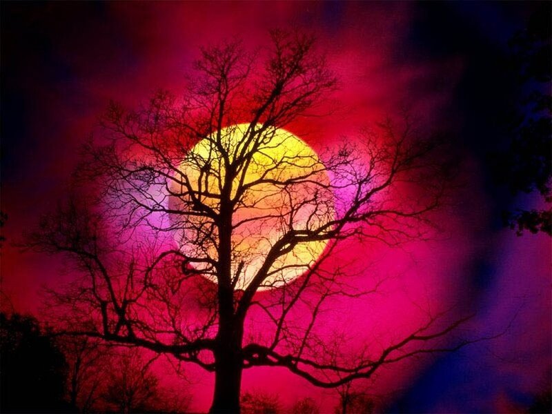 Silhouette Tree Against Moon — Red