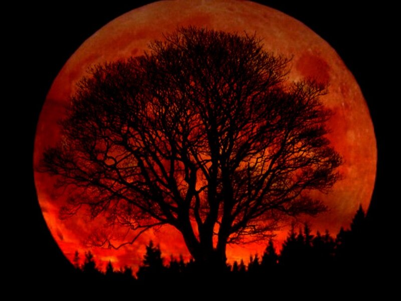 Silhouette Tree Against Moon