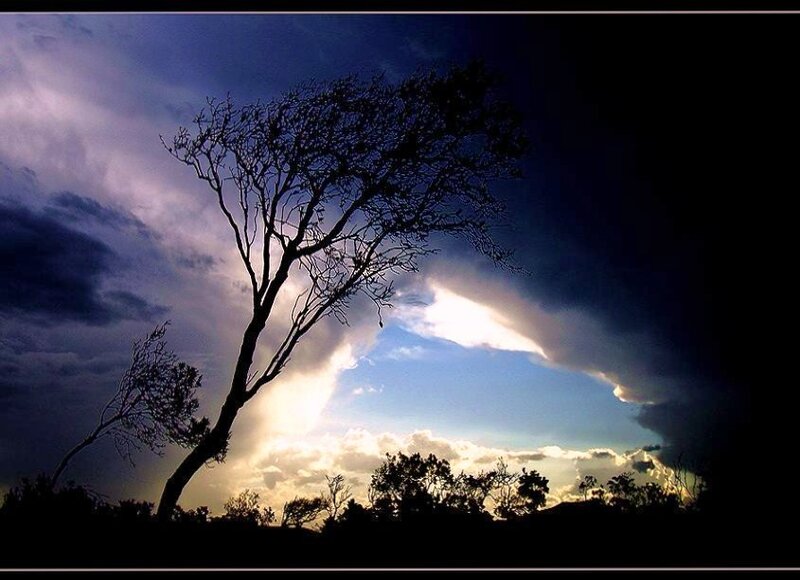 Silhouette tree against stormy sky