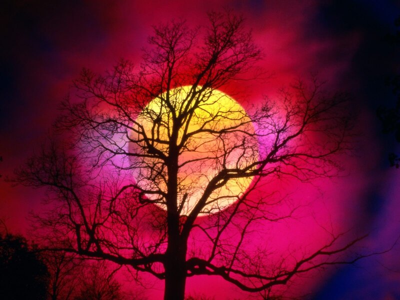 Silhouette Tree Against Sun — Red, Dramatic, Sunset, Photograph