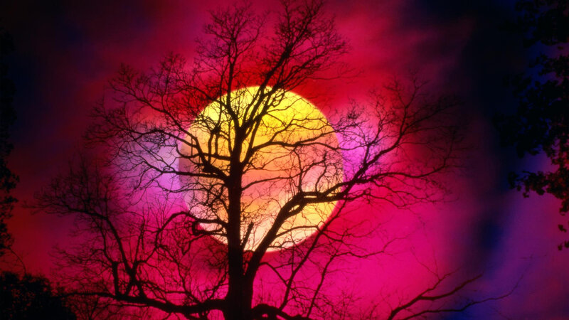Silhouette Tree Against Sun — Red, Dramatic