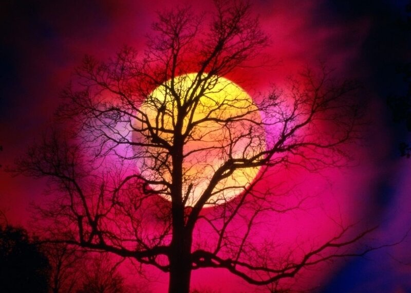 Silhouette Tree Against Sun — Red