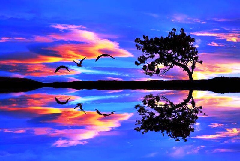 Silhouette Tree and Birds