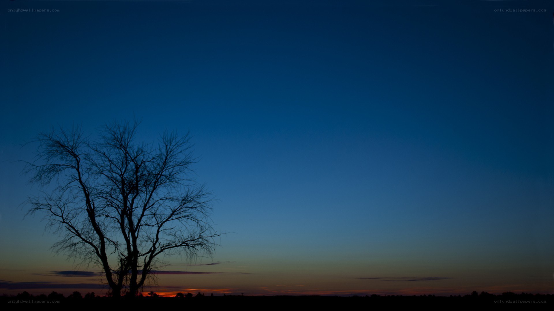 Silhouette tree at dusk