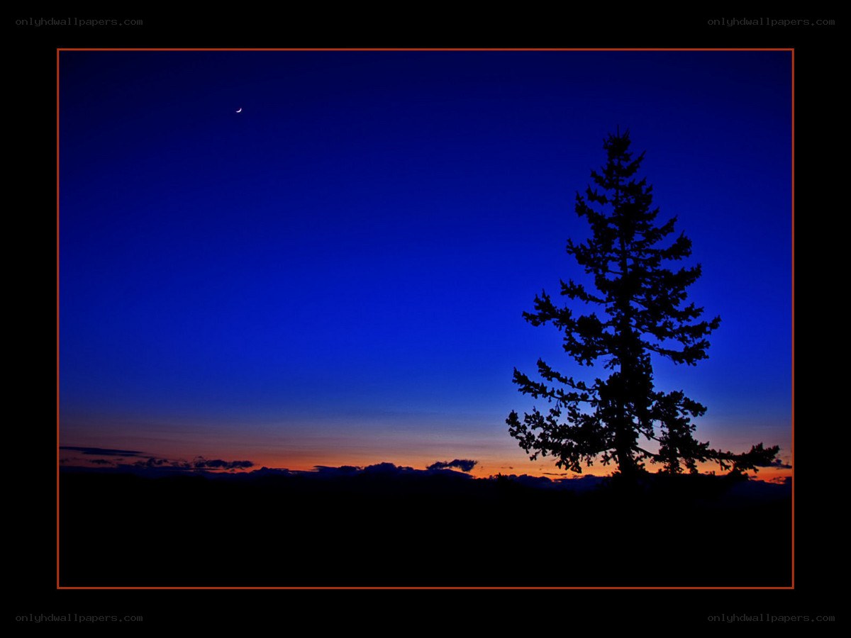Silhouette tree at dusk