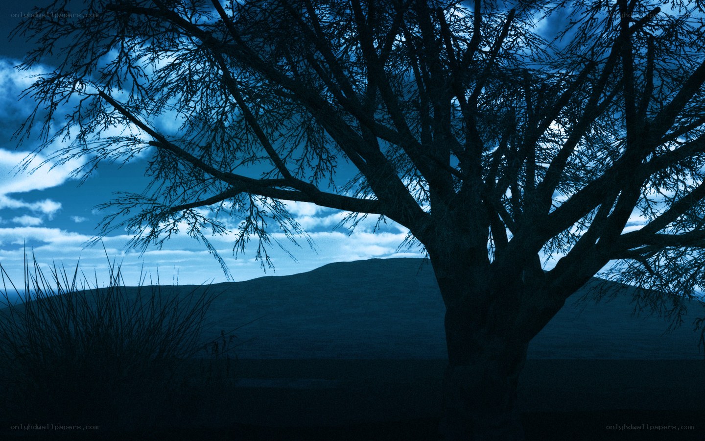 Silhouette tree at dusk