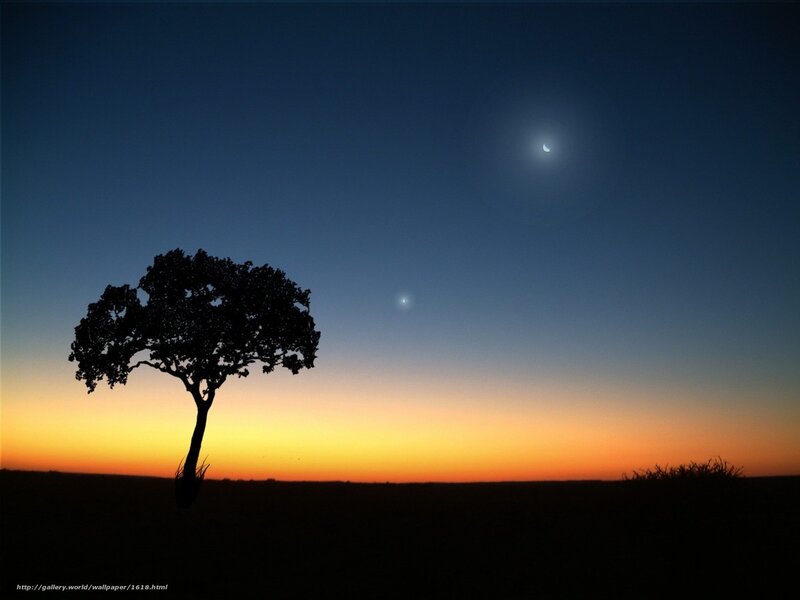 Silhouette tree at dusk