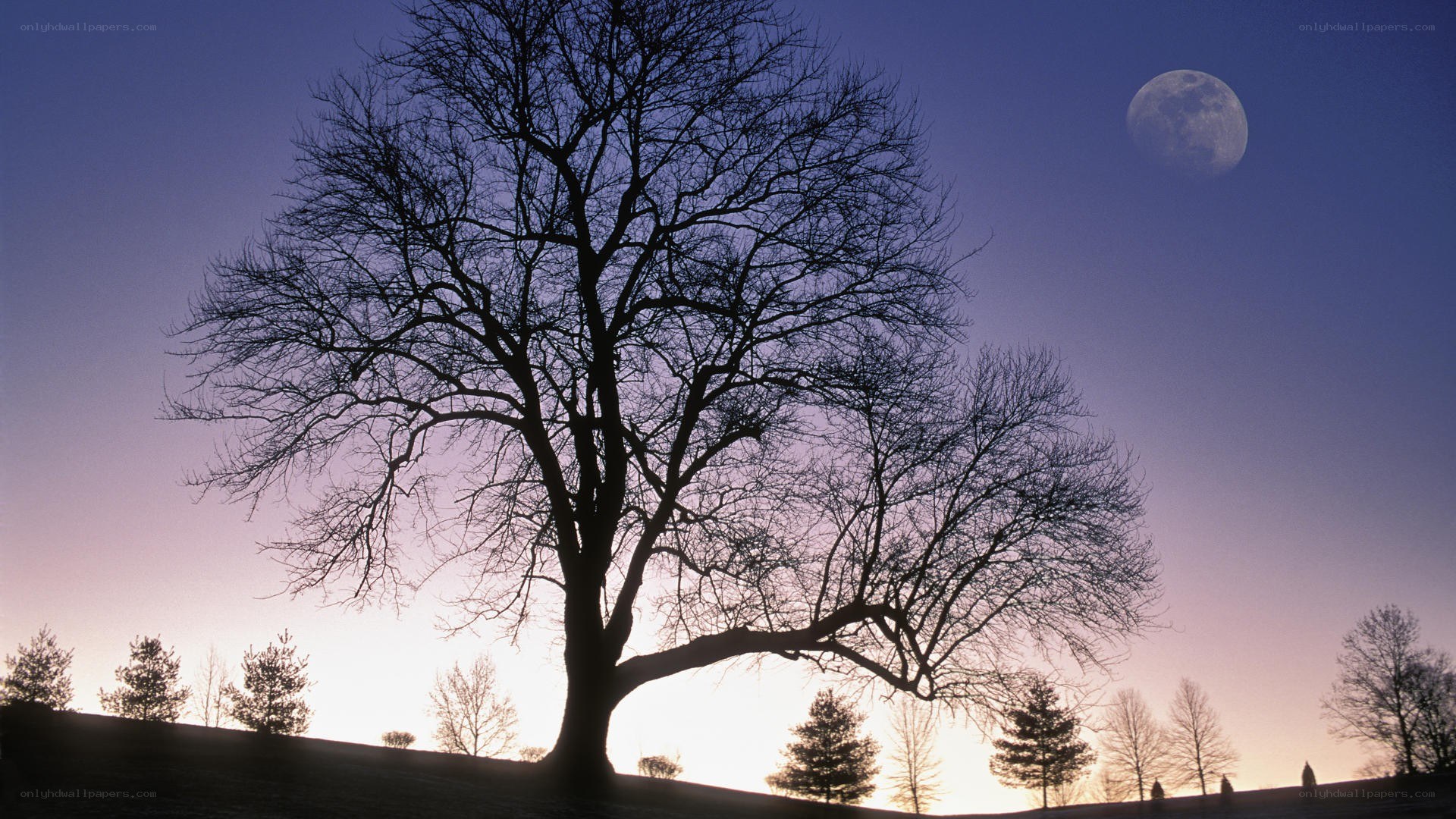 Silhouette tree at dusk with moon