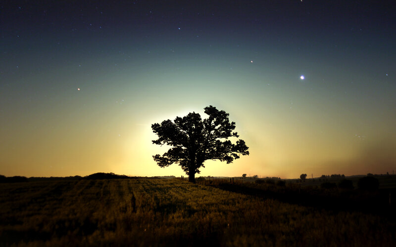 Silhouette tree at night