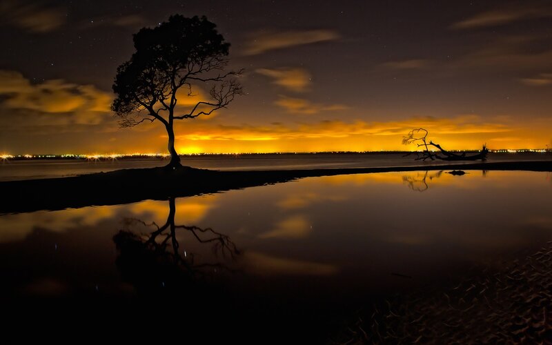 Silhouette tree at night