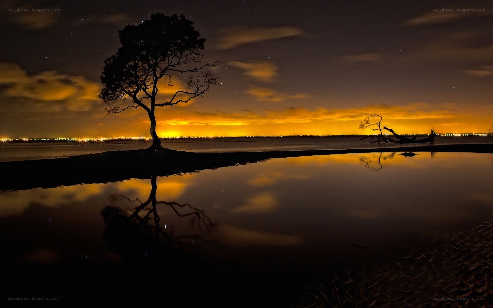 Silhouette tree at night