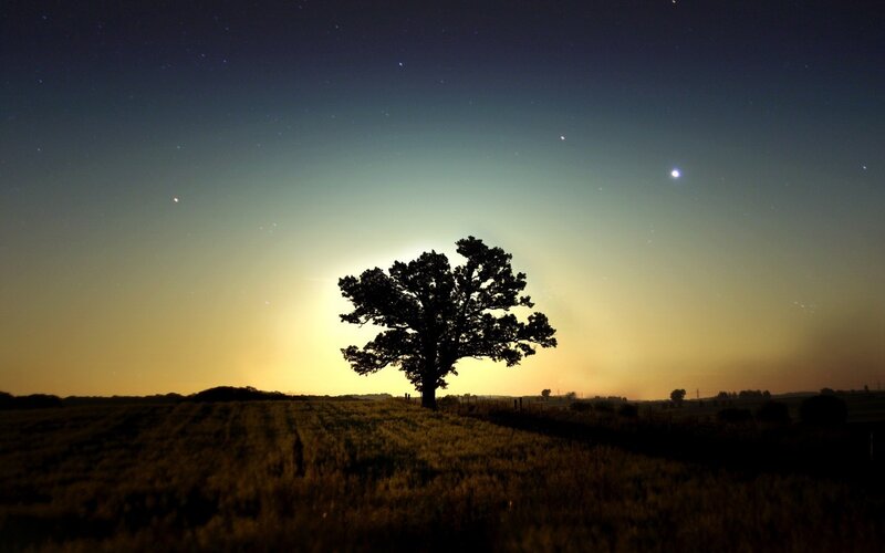 Silhouette tree at night