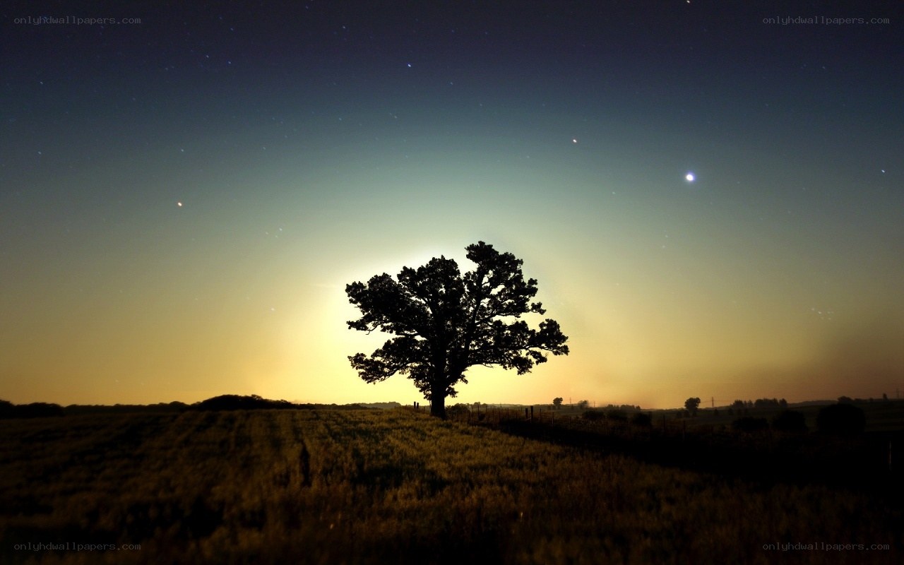 Silhouette tree at night