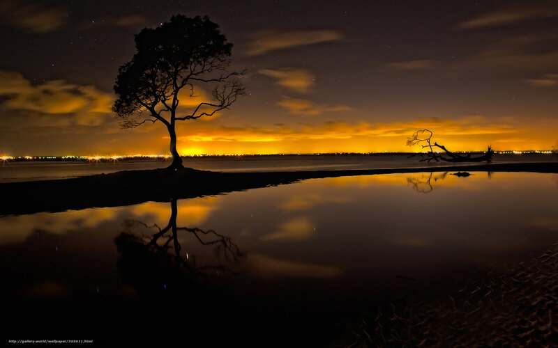 Silhouette tree at night