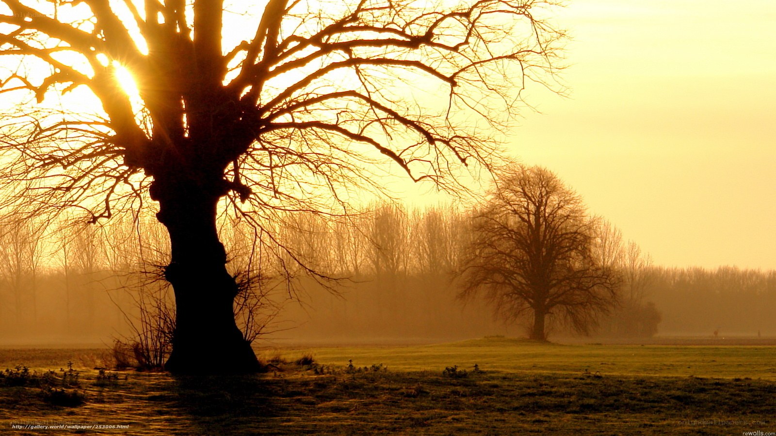 Silhouette tree at sunrise