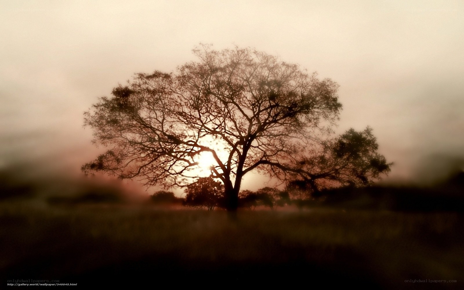 Silhouette tree at sunrise