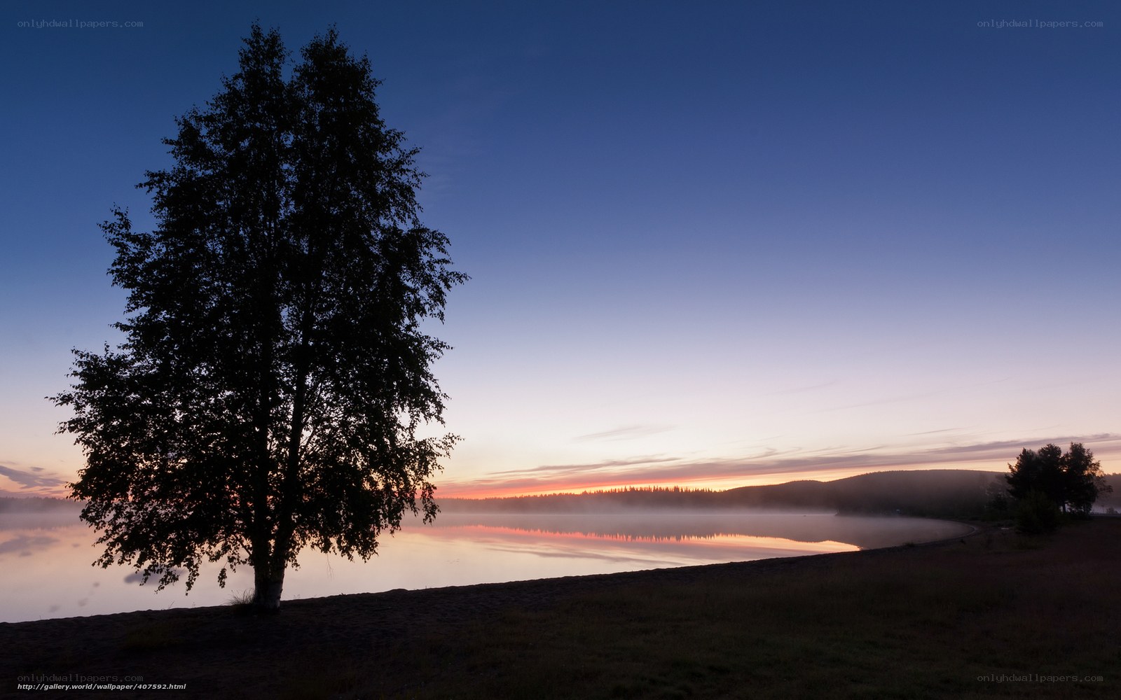 Silhouette tree at sunrise