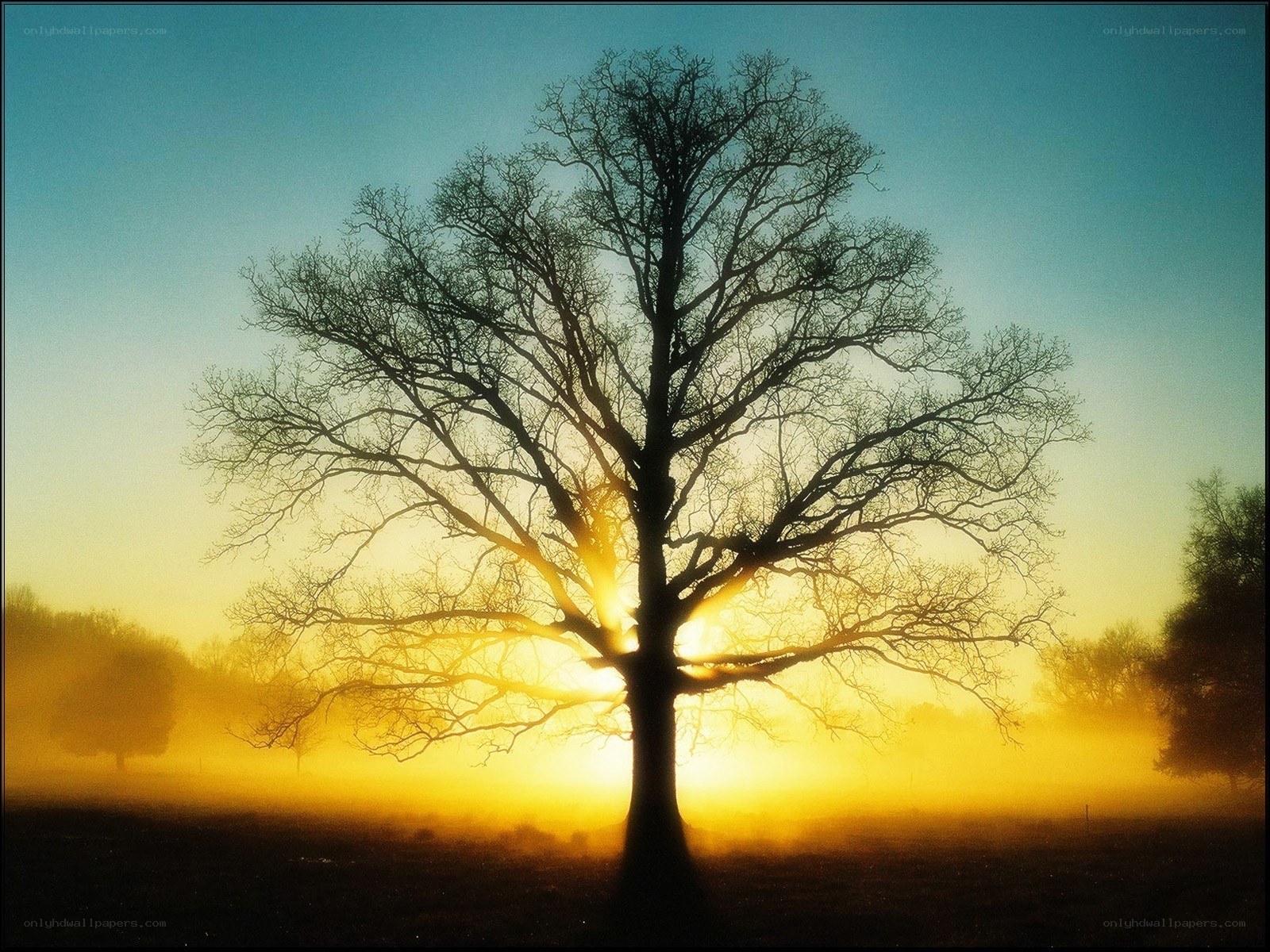 Silhouette tree at sunrise