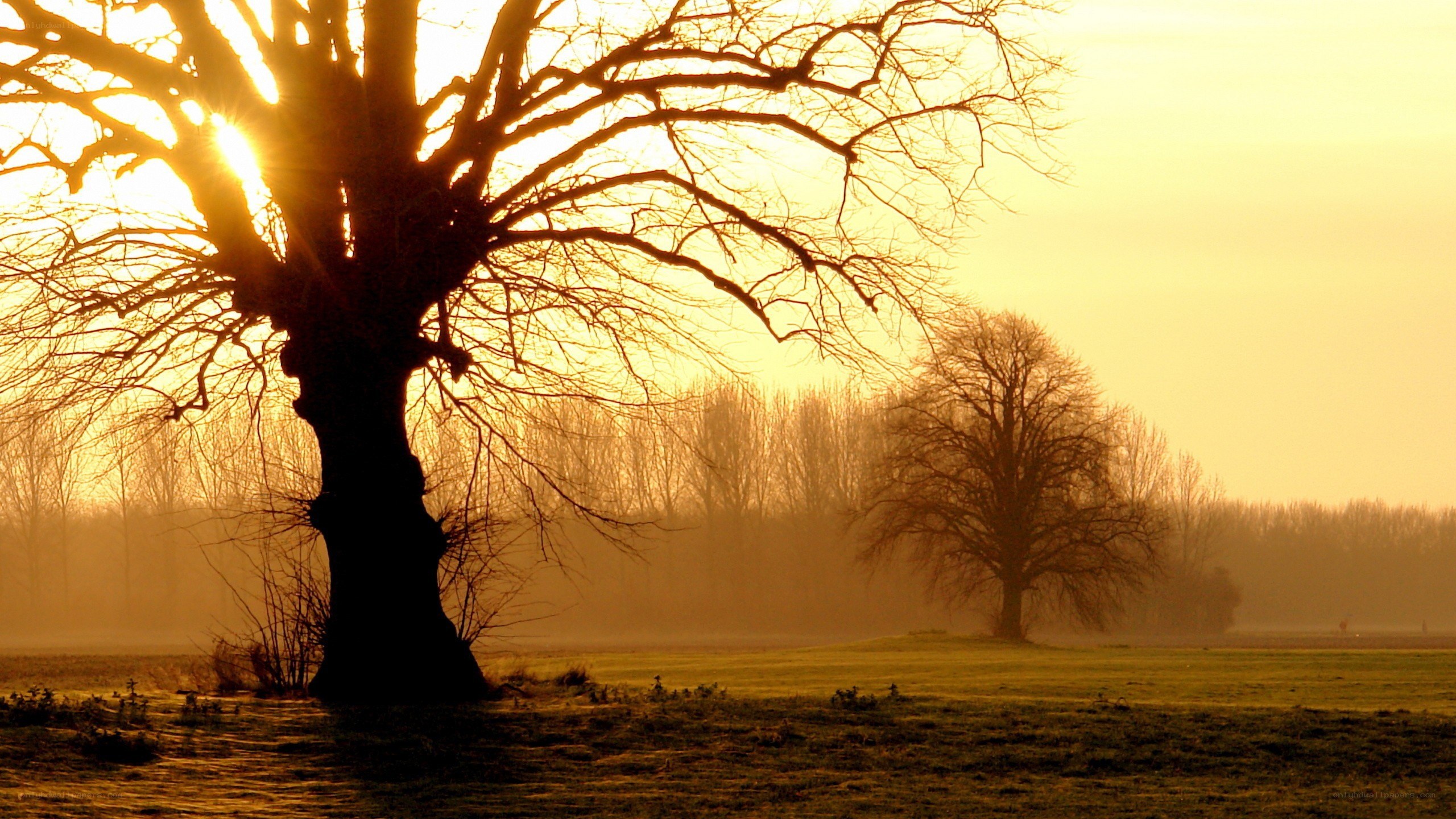 Silhouette tree at sunrise