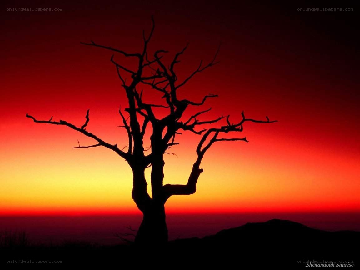 Silhouette tree at sunrise