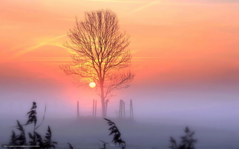 Silhouette Tree at Sunrise — Orange, Serene, Photograph