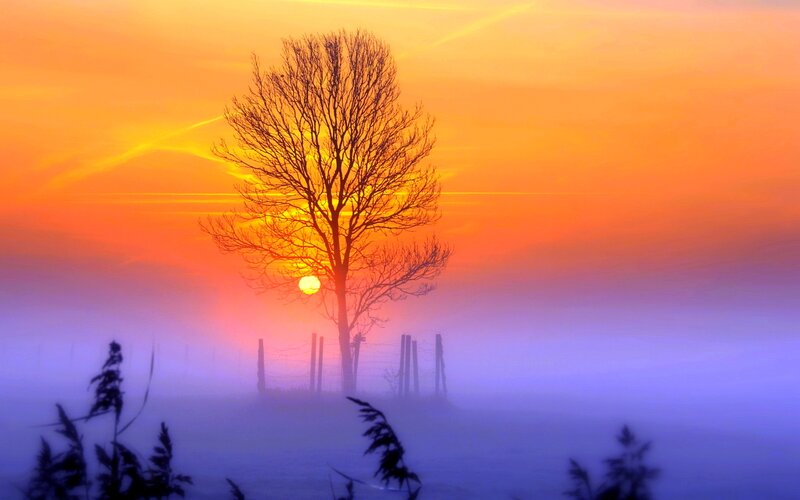 Silhouette Tree at Sunrise — Orange