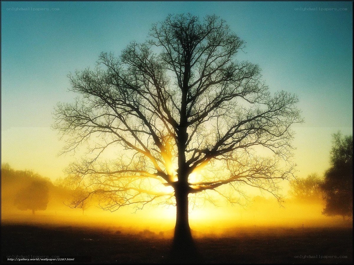 Silhouette tree at sunrise