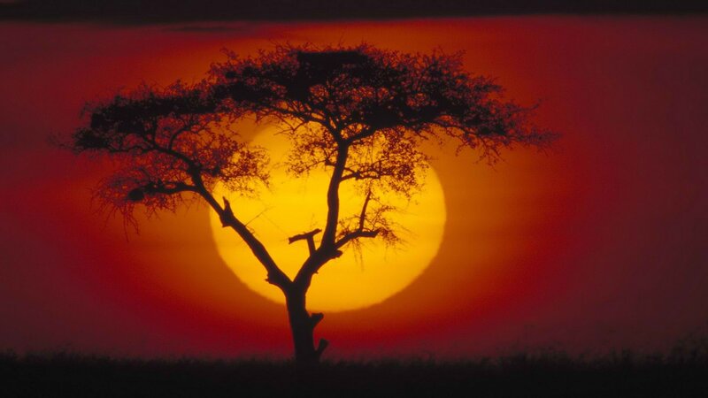 Silhouette tree at sunset