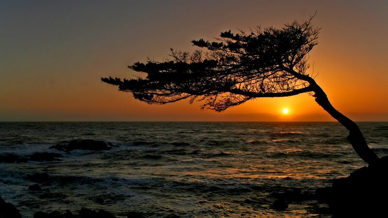 Silhouette tree at sunset