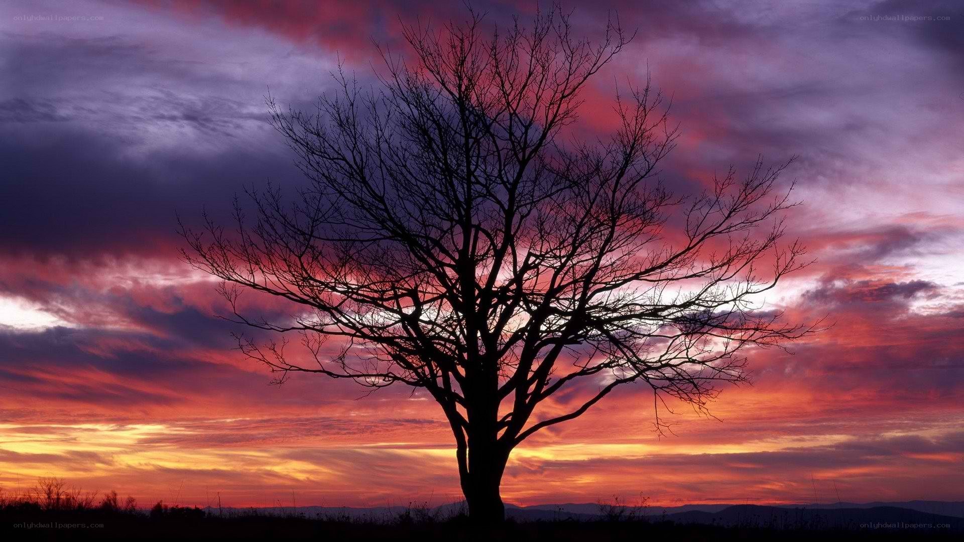Silhouette tree at sunset