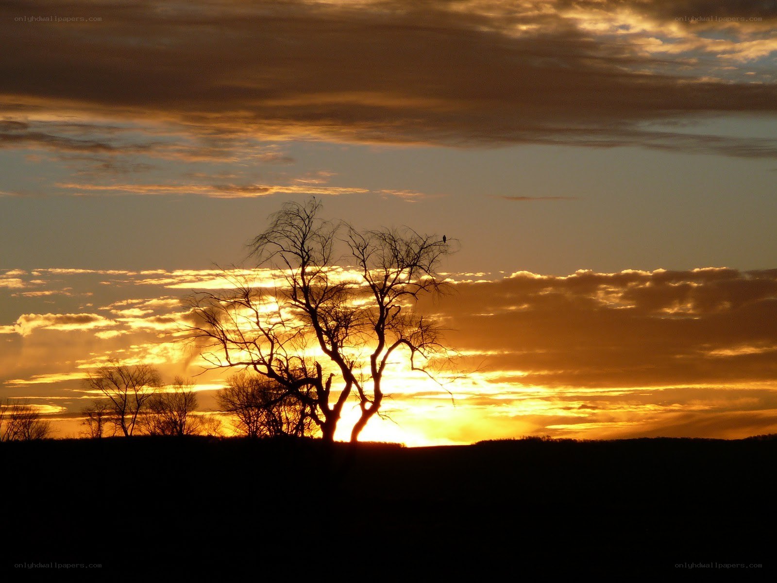 Silhouette tree at sunset
