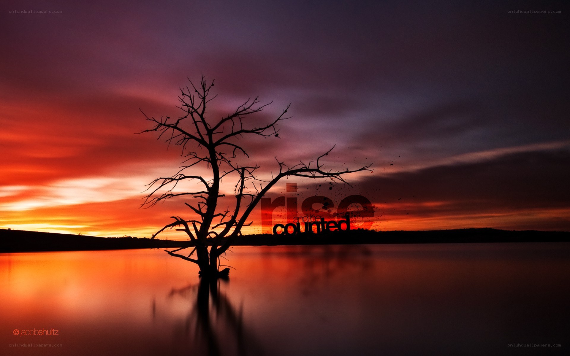 Silhouette tree at sunset